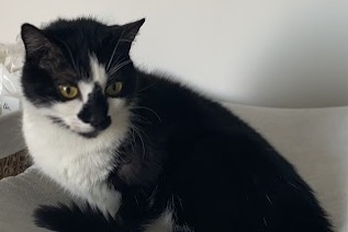 Avviso scomparsa Gatto incrocio di razze Maschio , 15 anni Toulouse Francia