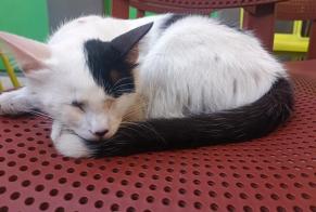Avviso Ritrovamento Gatto incrocio di razze Maschio Marseille Francia