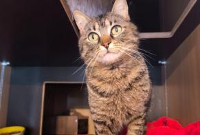 Avviso scomparsa Gatto  Femmina , 3 anni Quintal Francia