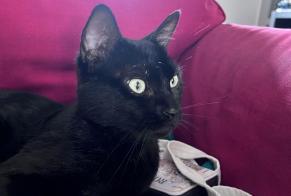 Avviso Ritrovamento Gatto Maschio , 2 anni Saint-Herblain Francia