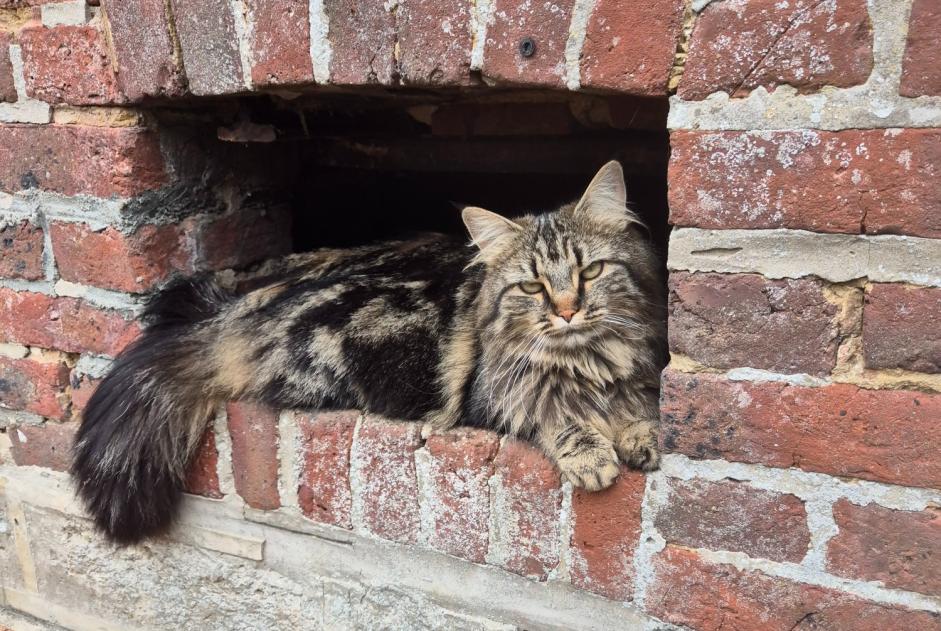 Avviso scomparsa Gatto Femmina , 3 anni Haussez Francia