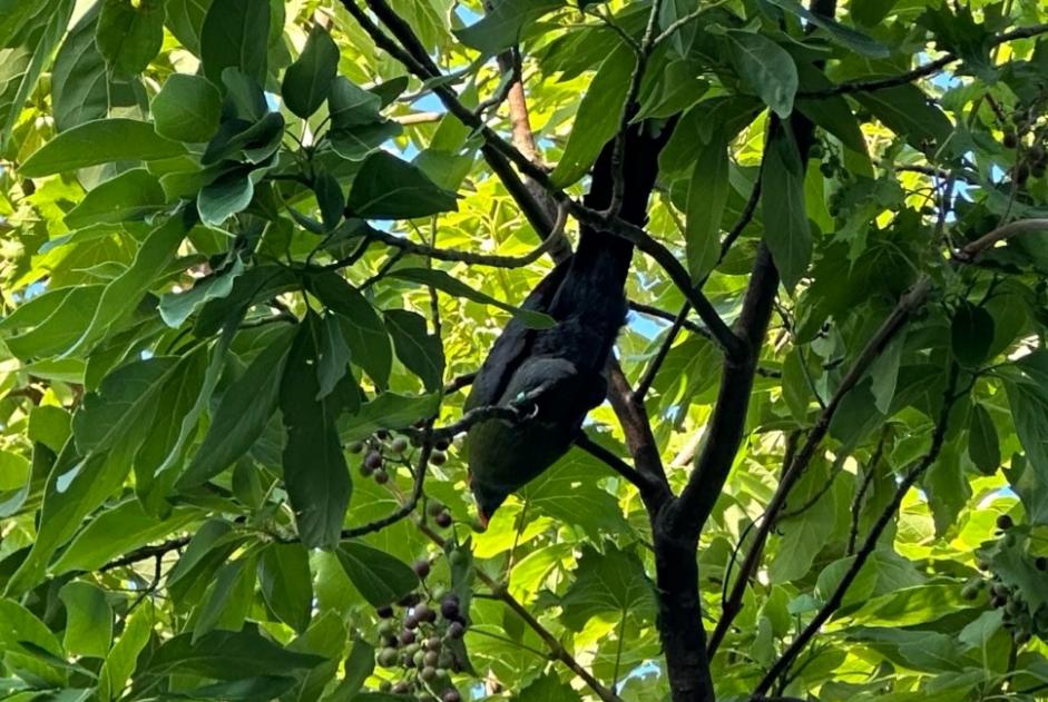 Uccello Trovato a La Garde (Var, Francia)  - allerta scoperta  Pet Alert n. 373971
