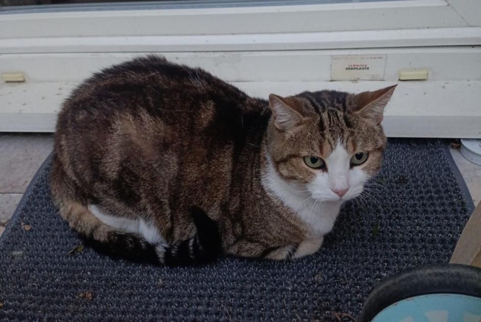 Avviso Ritrovamento Gatto Femmina Arpajon Francia