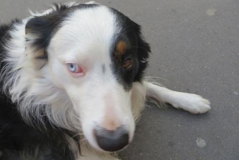 Vermësstemeldung Hond  Männlech , 11 joer Paris France