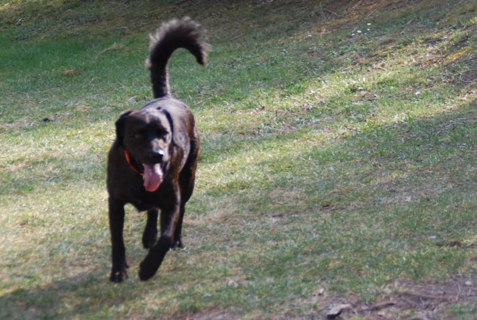 Vermësstemeldung Hond kräizung Männlech , 12 joer Marignane France