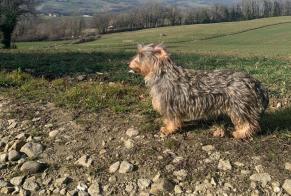 Vermësstemeldung Hond  Weiblech , 2 joer Monnetier-Mornex France