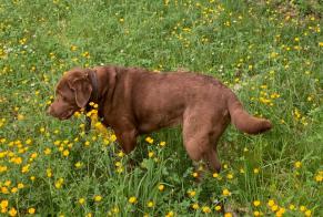 Vermësstemeldung Hond  Weiblech , 12 joer Poitiers France