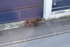 Fundmeldung Hond  Onbekannt Conflans-Sainte-Honorine France