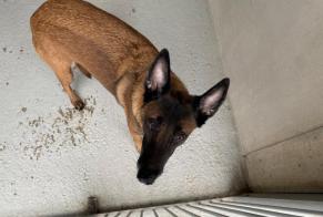 Fundmeldung Hond  Weiblech , 6 Joer Maisons-Laffitte France