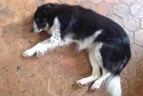 Vermësstemeldung Hond  Weiblech , 15 joer Lixy France
