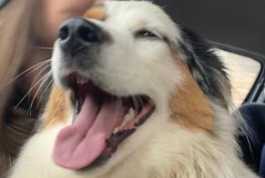 Fundmeldung Hond  Weiblech Saint-Rémy-de-Sillé France