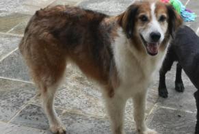 Vermësstemeldung Hond kräizung Weiblech , 9 joer Lubersac France