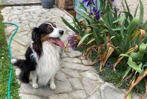Fundmeldung Hond  Onbekannt Saint-Prest France