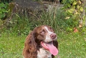 Vermësstemeldung Hond  Männlech , 5 joer Ambès France