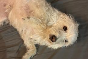 Fundmeldung Hond kräizung Weiblech Antibes France
