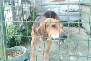 Fundmeldung Hond kräizung Männlech Briouze France