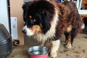 Fundmeldung Hond kräizung Weiblech Landudec France