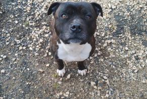 Fundmeldung Hond  Männlech Saint-Front-sur-Lémance France