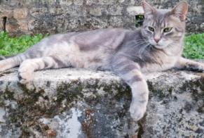 Verdwijningsalarm Kat rassenvermenging Mannetje , 9 jaar Noisy-sur-Oise Frankrijk