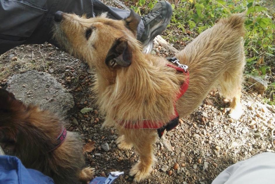 Verdwijningsalarm Hond rassenvermenging Mannetje , 14 jaar Kunheim Frankrijk