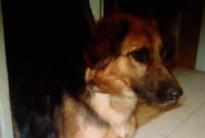 Verdwijningsalarm Hond rassenvermenging Vrouwtje , 4 jaar Sorgues Frankrijk