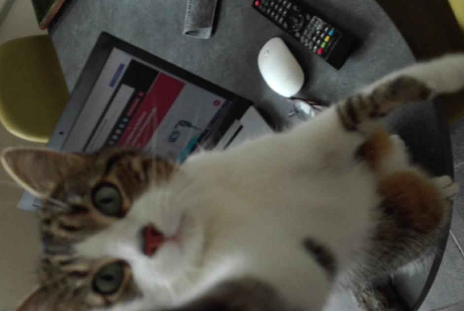 Verdwijningsalarm Kat  Mannetje , 9 jaar Vertou Frankrijk