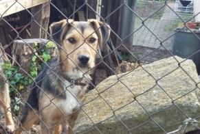 Verdwijningsalarm Hond rassenvermenging Mannetje , 4 jaar Gaujac Frankrijk