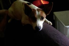 Verdwijningsalarm Hond  Vrouwtje , 3 jaar Magny-Fouchard Frankrijk