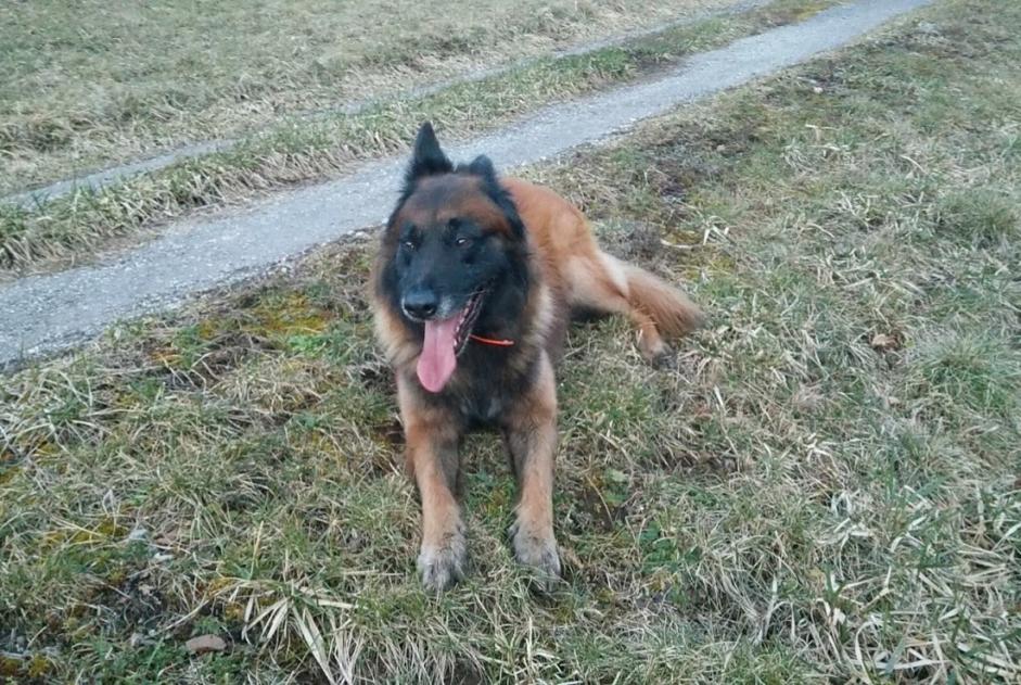 Verdwijningsalarm Hond  Mannetje , 11 jaar Allèves Frankrijk