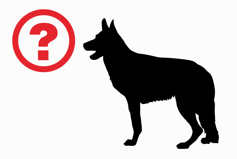 Verdwijningsalarm Hond  Mannetje , 3 jaar Chabris Frankrijk