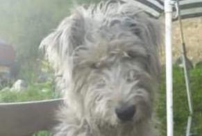Verdwijningsalarm Hond  Mannetje , 4 jaar Laguinge-Restoue Frankrijk