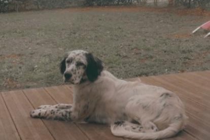 Verdwijningsalarm Hond  Mannetje , 3 jaar Candresse Frankrijk