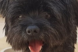 Verdwijningsalarm Hond rassenvermenging Mannetje , 11 jaar Talence Frankrijk