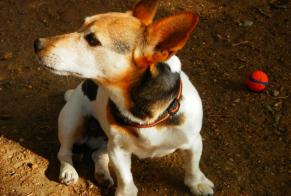 Verdwijningsalarm Hond  Vrouwtje , 14 jaar Merville Frankrijk