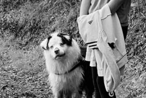 Verdwijningsalarm Hond  Mannetje , 6 jaar Brest Frankrijk