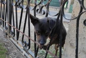 Ontdekkingsalarm Hond Mannetje Mazan Frankrijk