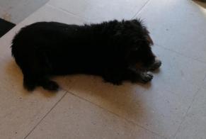 Verdwijningsalarm Hond rassenvermenging Mannetje , 10 jaar Saint-Martin-d'Arberoue Frankrijk
