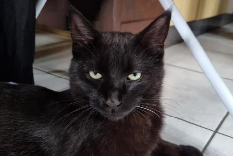 Kat Vermist in Grono (Grigioni, Zwitserland)  - Verdwijning Pet Alert melding nr. 291064