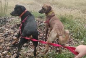 Verdwijningsalarm Hond rassenvermenging Vrouwtje , 2 jaar La Tranclière Frankrijk