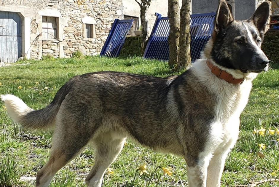 Verdwijningsalarm Hond rassenvermenging Mannetje , 5 jaar Colombies Frankrijk