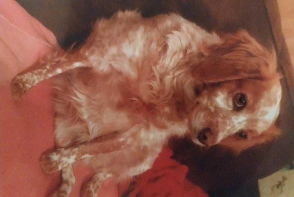 Verdwijningsalarm Hond  Vrouwtje , 11 jaar Montdragon Frankrijk