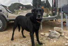 Ontdekkingsalarm Hond  Mannetje La Cadière-d'Azur Frankrijk