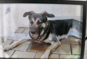 Verdwijningsalarm Hond  Vrouwtje , 16 jaar Cléguer Frankrijk