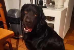 Ontdekkingsalarm Hond Mannetje Bellecombe-en-Bauges Frankrijk