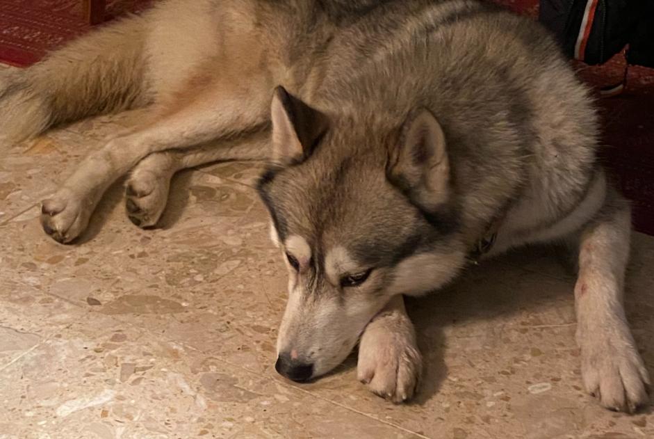 Ontdekkingsalarm Hond  Mannetje Saint-Loup-des-Vignes Frankrijk