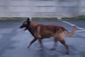 Ontdekkingsalarm Hond  Mannetje Le Raincy Frankrijk