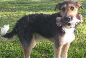 Verdwijningsalarm Hond rassenvermenging Mannetje , 2 jaar Bessières Frankrijk