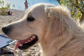 Verdwijningsalarm Hond  Mannetje , 3 jaar Contes Frankrijk