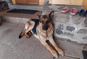 Verdwijningsalarm Hond  Mannetje , 7 jaar Champclause Frankrijk