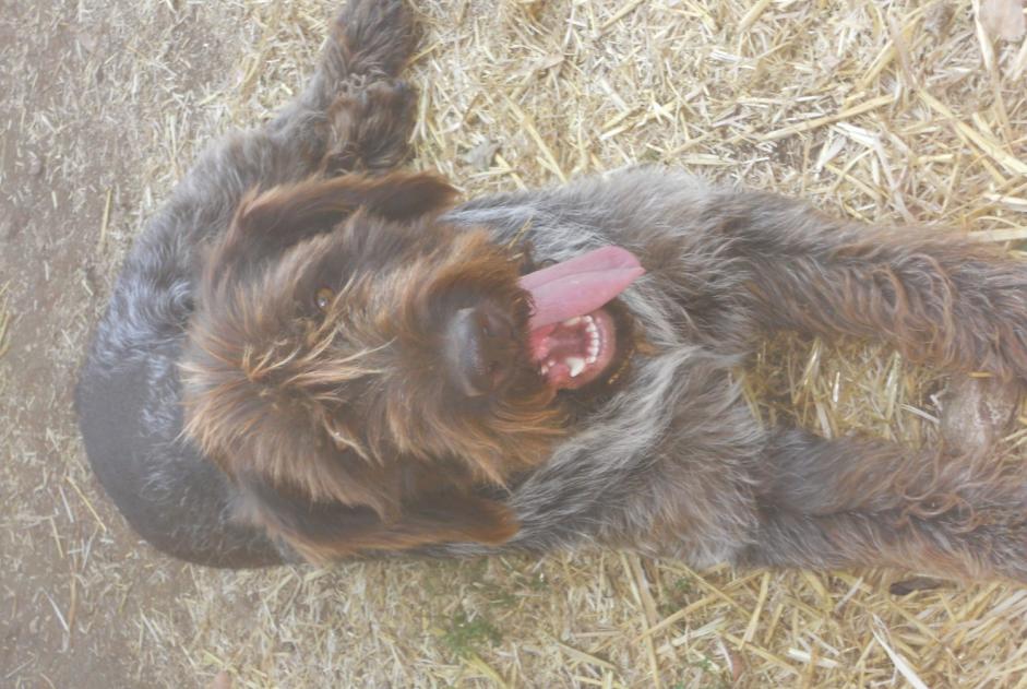 Verdwijningsalarm Hond  Mannetje , 5 jaar Saint-Maudan Frankrijk